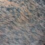 tiger-schin-300x300 tiger-schin-300x300